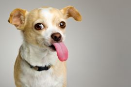 Lais Puzzle - Chihuahua - 2.000 Teile