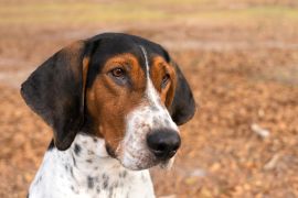 Lais Puzzle - Treeing Walker Coonhound - 2.000 Teile