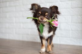 Lais Puzzle - Chihuahua - 2.000 Teile