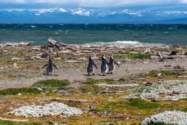 Lais Puzzle - Magellan-Pinguine in natürlicher Umgebung - Seno Otway Penguin, Chile - 2.000 Teile