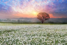 Lais Puzzle - Narzissen bei Sonnenaufgang. Eine lebende Legende der Unterkarpaten ist ein erstaunliches Phänomen - Narzissenblüten, Ukraine - 2.000 Teile