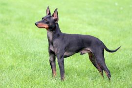 Lais Puzzle - English Toy Terrier - 2.000 Teile