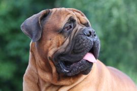Lais Puzzle - Bullmastiff - 2.000 Teile
