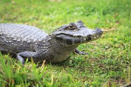 Lais Puzzle - Kaiman im Nationalpark Esteros del Iberá, Argentinien - 2.000 Teile