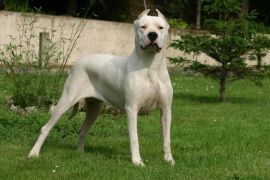 Lais Puzzle - Dogo Argentino - 2.000 Teile