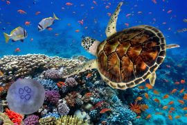 Lais Puzzle - Korallenriff mit Fischen und Wasserschildkröte - 2.000 Teile