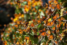 Lais Puzzle - Biosphärenreservat Monarchfalter, Michoacan (Mexiko) - 2.000 Teile