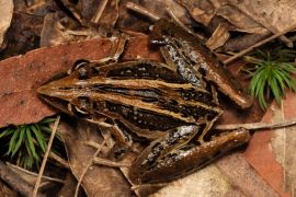 Lais Puzzle - Der gestreifte Raketenfrosch oder in seinem heimischen Verbreitungsgebiet als Raketenfrosch bekannt, Australien - 2.000 Teile