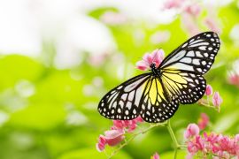 Lais Puzzle - Schmetterling auf einer Blume - 2.000 Teile