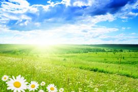 Lais Puzzle - Gänseblümchenfeld - 2.000 Teile