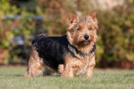 Lais Puzzle - Norwich Terrier - 2.000 Teile