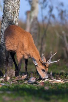 Lais Puzzle - Sumpfhirsch (Blastocerus dichotomus) - 2.000 Teile