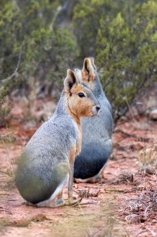 Lais Puzzle - Die Mara ist eine Nagetierart aus der Familie der Caviidae, die auch als patagonische Mara, patagonischer Hase und Hase bekannt ist, obwohl sie nicht zur Ordnung der echten Hasen gehört. - 2.000 Teile