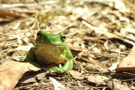 Lais Puzzle - Grüner Laubfrosch in der Laubstreu des Waldes, Australien - 2.000 Teile