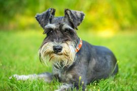 Lais Puzzle - Schnauzer - 2.000 Teile