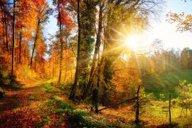Lais Puzzle - Waldlandschaft im Herbst mit Sonnenstrahlen - 2.000 Teile