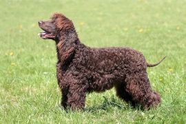 Lais Puzzle - Irish Water Spaniel - 2.000 Teile