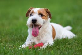 Lais Puzzle - Parson Russell Terrier - 2.000 Teile