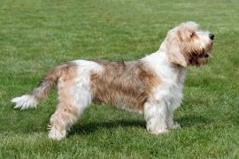 Lais Puzzle - Petit Basset Griffon Vendeen - 2.000 Teile