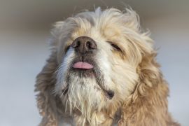 Lais Puzzle - Amerikanischer Cocker Spaniel - 2.000 Teile