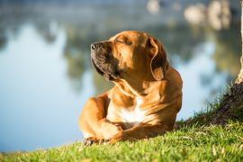 Lais Puzzle - Boerboel - 2.000 Teile