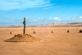 Lais Puzzle - Die einzige Pflanze über viele Kilometer in der Wüstenregion von Tacna, Peru - 2.000 Teile