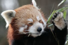 Lais Puzzle - Roter Panda - 2.000 Teile