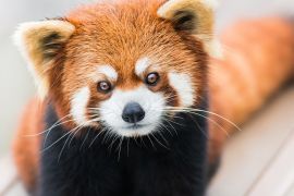 Lais Puzzle - Kleiner Panda/Roter Panda - 2.000 Teile