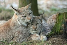 Lais Puzzle - Luchs - 2.000 Teile