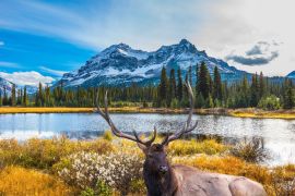 Lais Puzzle - Hirsch in Berglandschaft - 2.000 Teile