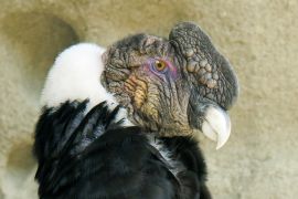 Lais Puzzle - Erwachsener männlicher Andenkondor (Vultur gryphus), Nationalpark Torres del Paine, Südpatagonien, Chile - 2.000 Teile
