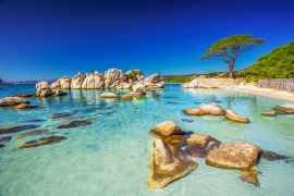 Lais Puzzle - Pinienbaum am Strand von Palombaggia, Korsika, Frankreich - 2.000 Teile