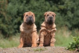 Lais Puzzle - Shar Pei - 2.000 Teile