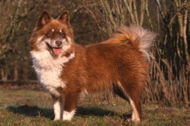 Lais Puzzle - Finnischer Lapphund - 2.000 Teile