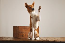 Lais Puzzle - Basenji - 2.000 Teile