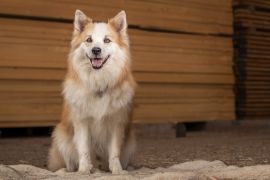 Lais Puzzle - Islandhund - 2.000 Teile