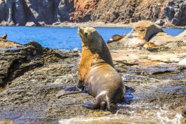 Lais Puzzle - Kalifornischer Seelöwe, Zalophus californianus, auf den Felsen. Isla Coronado bei Loreto in Baja Kalifornien, Mexiko - 2.000 Teile
