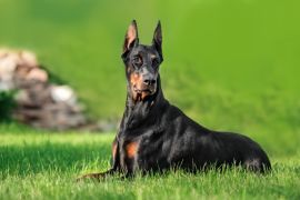 Lais Puzzle - Dobermann - 2.000 Teile
