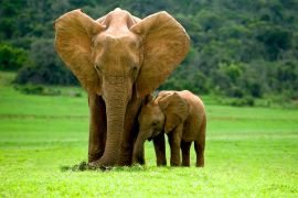 Lais Puzzle - Elefantenmutter mit Jungtier - 2.000 Teile