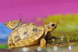 Lais Puzzle - Schmetterling auf Schildkröte - 2.000 Teile