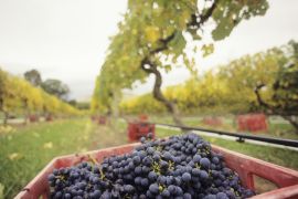 Lais Puzzle - Schwarze Trauben in Kiste auf Weinberg Yarra Valley Victoria Australien - 2.000 Teile