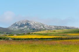 Lais Puzzle - Holyhead Mountain, (der walisische Name ist Mynydd Twr) über den Feldern mit Butterblumen und Wildblumen. In Holyhead Anglesey Nordwales - 2.000 Teile