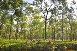 Lais Puzzle - Teegartenarbeiterinnen pflücken Teeblätter in Assam - Indien - 2.000 Teile