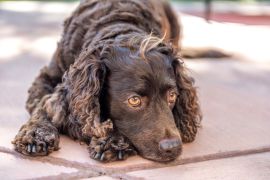 Lais Puzzle - American Water Spaniel - 2.000 Teile