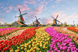 Lais Puzzle - Landschaft mit Tulpen in Zaanse Schans, Niederlande, Europa - 2.000 Teile