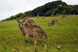 Lais Puzzle - Kängurus in der Nähe eines Pazifikstrandes in Australien - 2.000 Teile