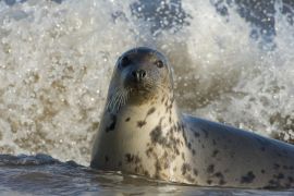 Lais Puzzle - Kegelrobbe, Donna Nook, Lincolnshire, England - 2.000 Teile