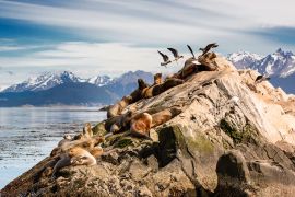 Lais Puzzle - Seelöwen und Albatrosse auf der Insel im Beagle-Kanal bei Ushuaia. Argentinien - 2.000 Teile