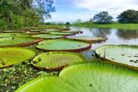 Lais Puzzle - Victoria Regia im Amazonas-Regenwald, Kolumbien - 2.000 Teile