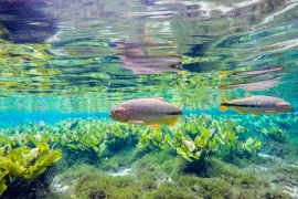 Lais Puzzle - Schnorcheln in Bonito, Mato Grosso do Sul, in Brasilien - 2.000 Teile